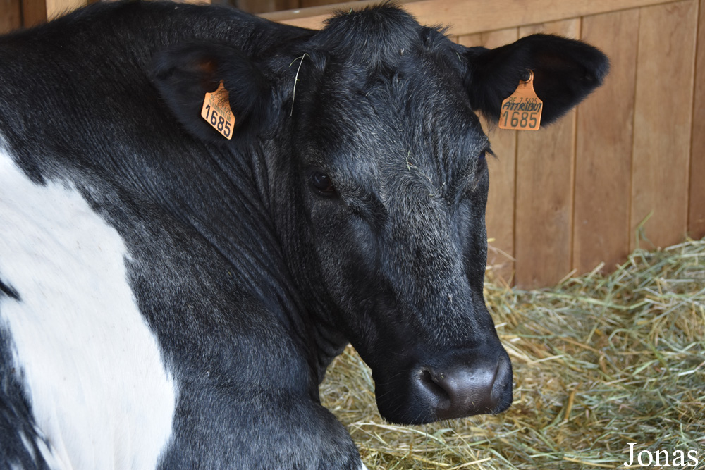 Vache Blanc bleu belge