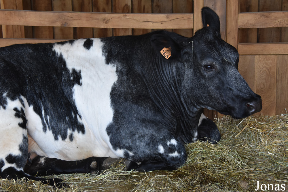 Vache Blanc bleu belge