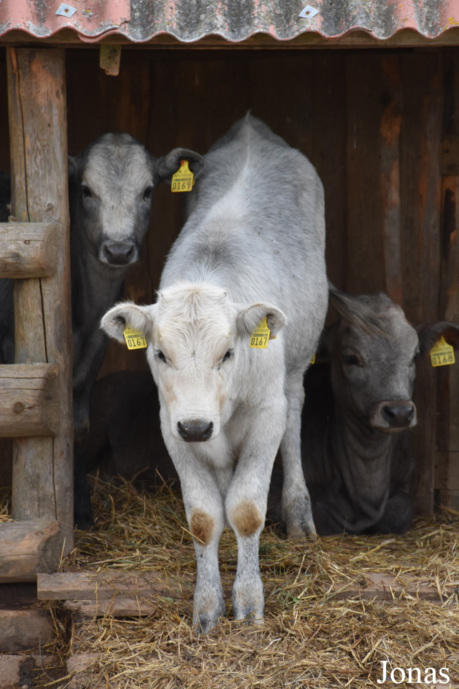Vache Bleue de Lettonie