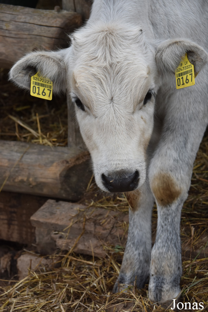 Vache Bleue de Lettonie