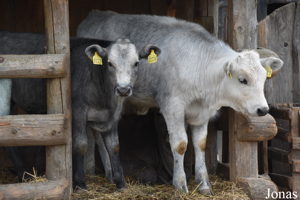 Vache Bleue de Lettonie
