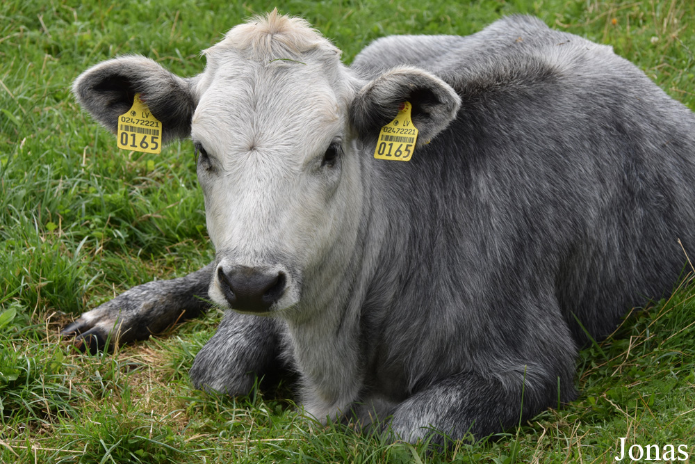 Vache Bleue de Lettonie