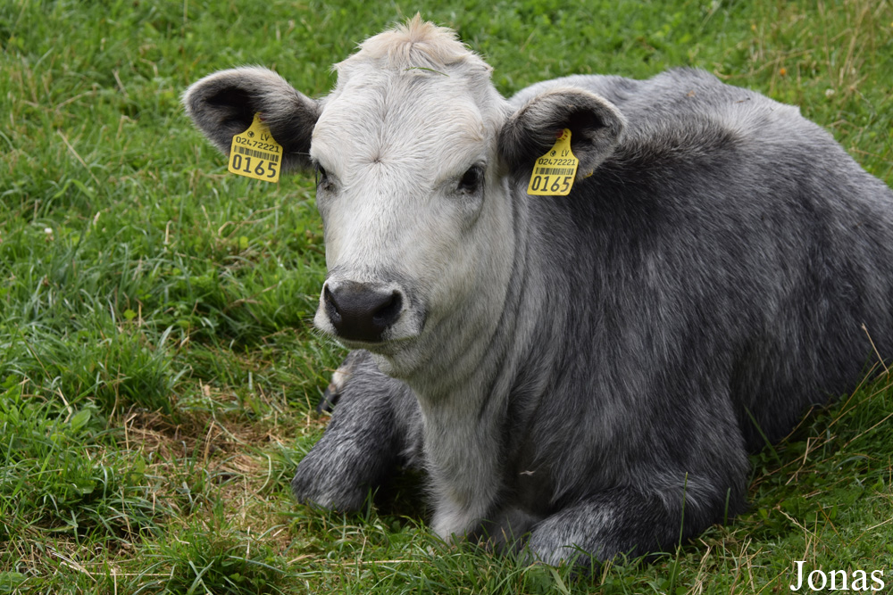 Vache Bleue de Lettonie