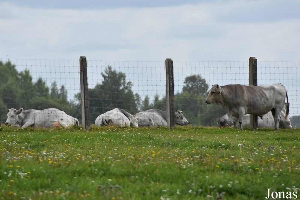 Vache Bleue de Lettonie