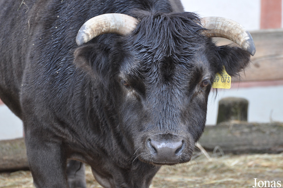 Vache du Dahomey