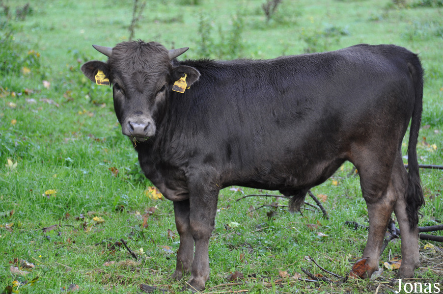 Vache du Dahomey