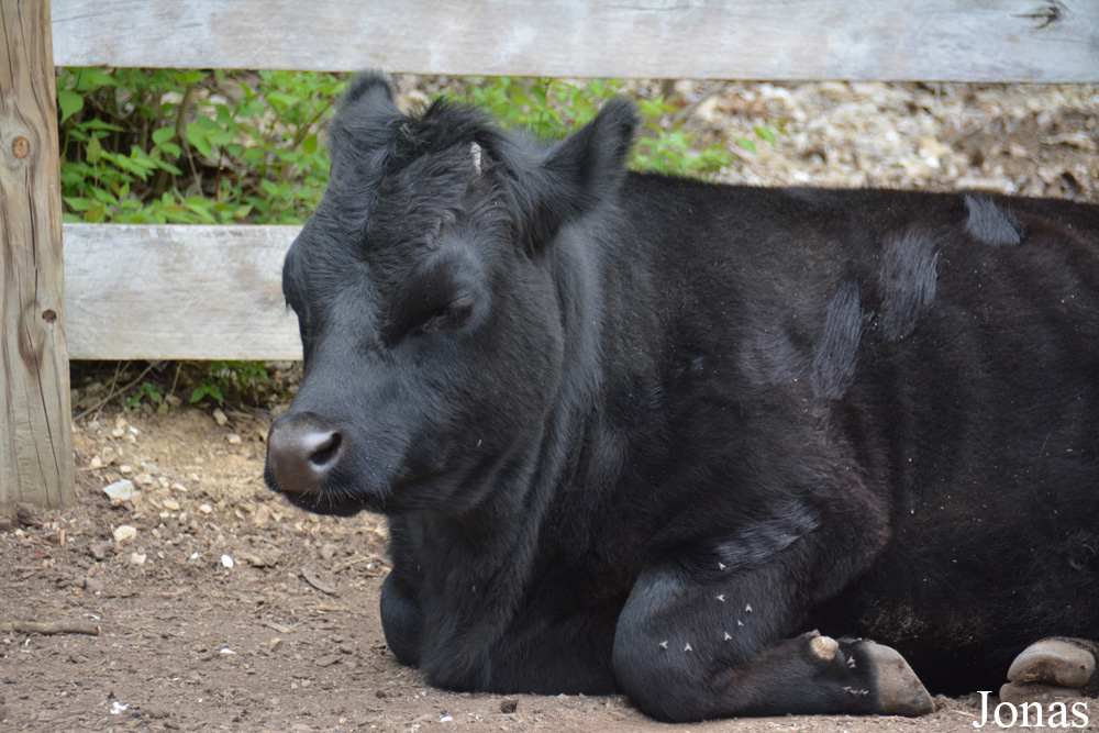 Vache Dexter