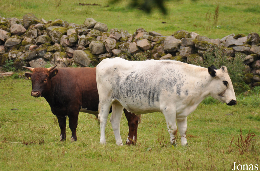 Vache Fjall