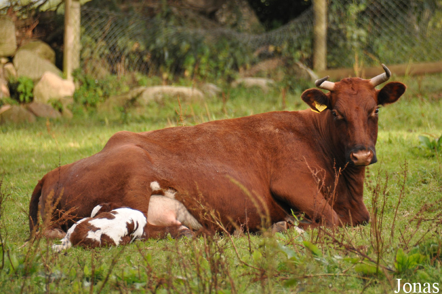 Vache Fjall