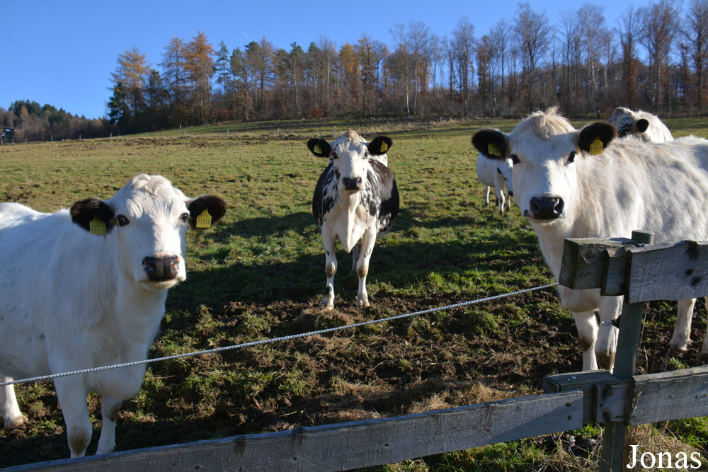 Vache Fjall