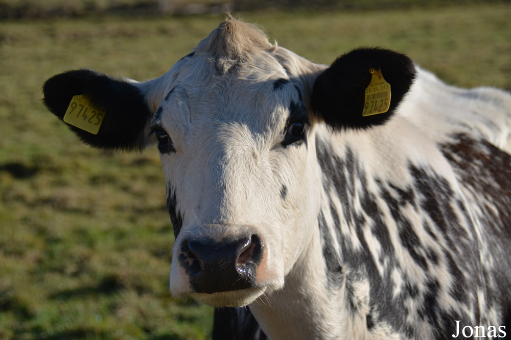 Vache Fjall