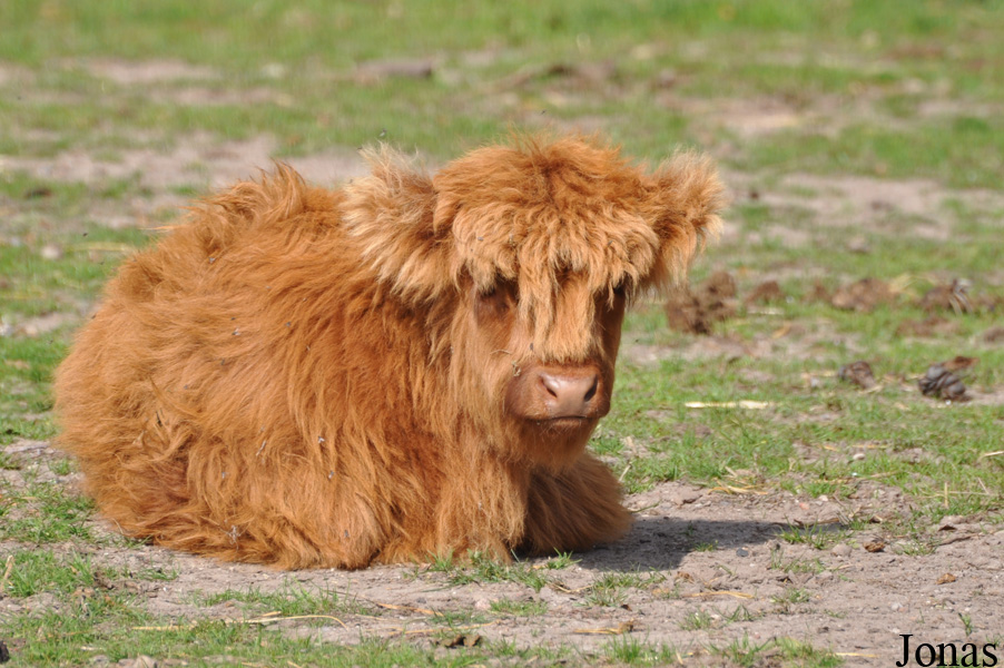 Vache Highland