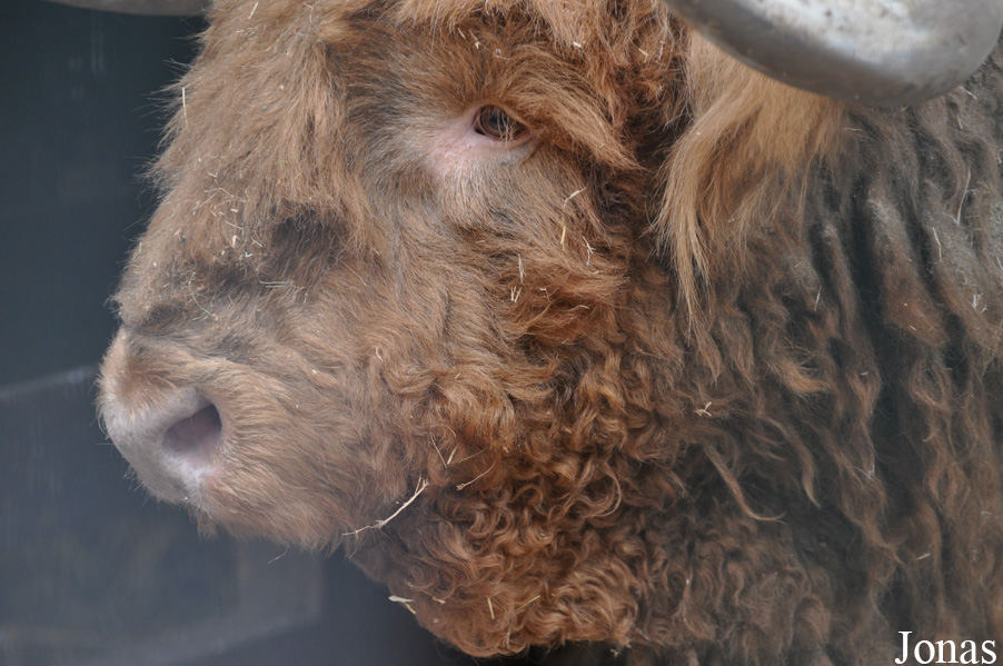 Vache Highland