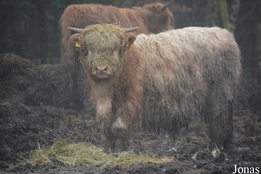 Vache Highland