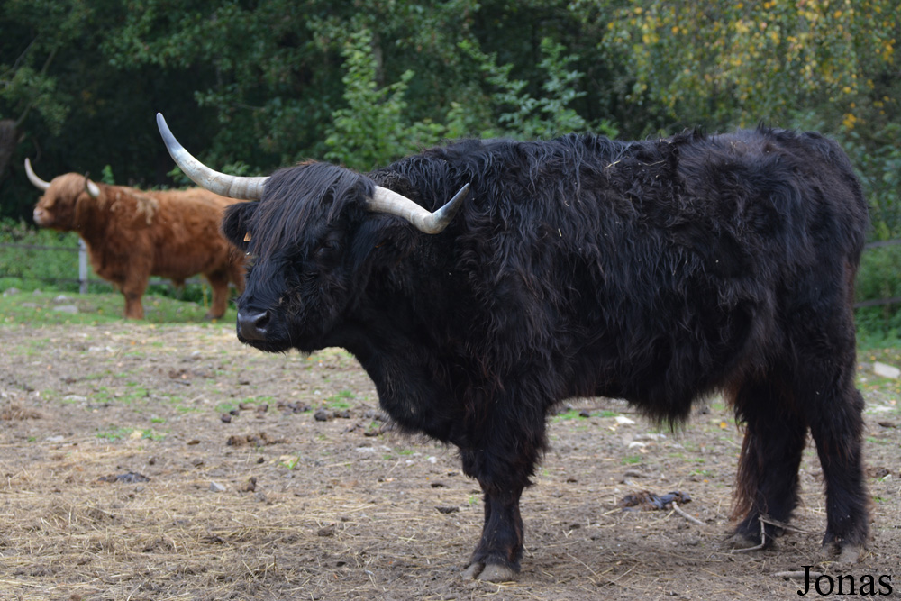 Vache Highland