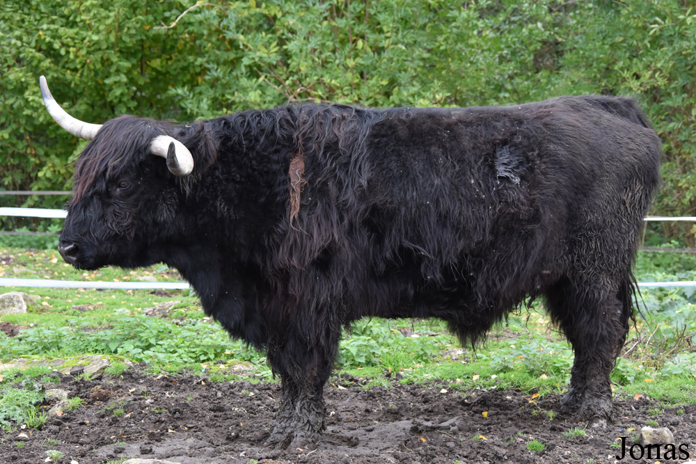 Vache Highland