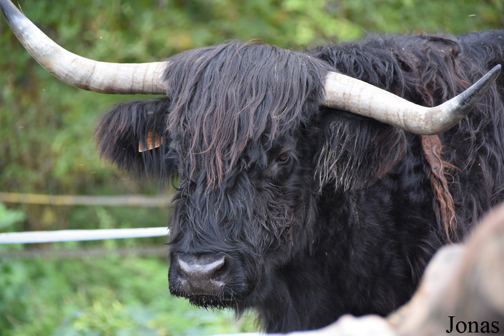 Vache Highland