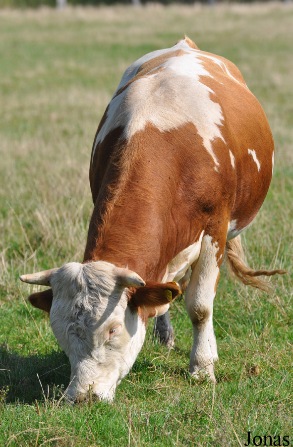 Vache Hinterwälder