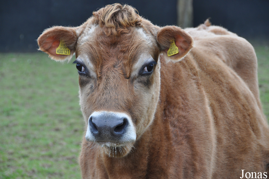 Vache Jersiaise