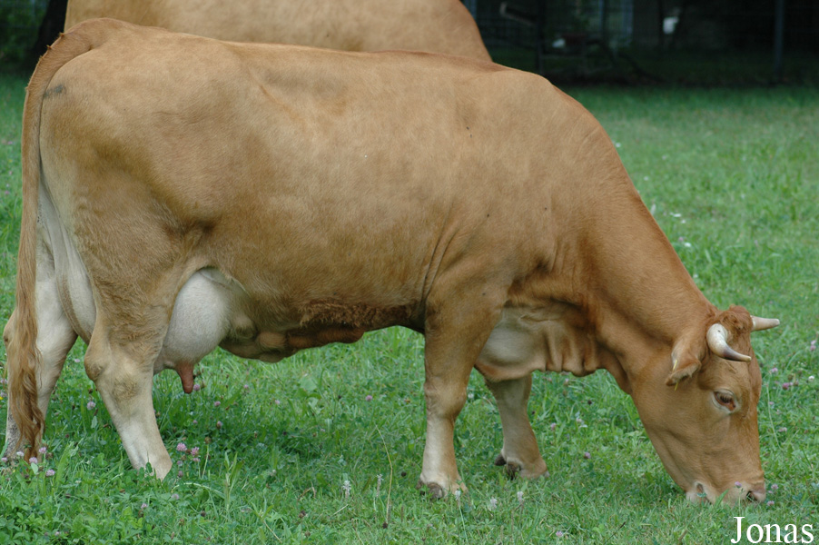 Vache Limpurg