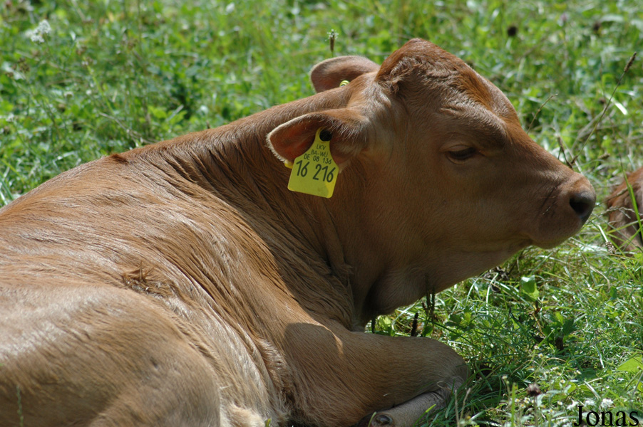 Vache Limpurg