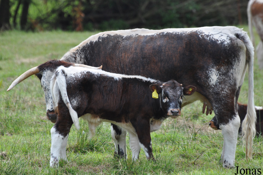 Vache Longhorn