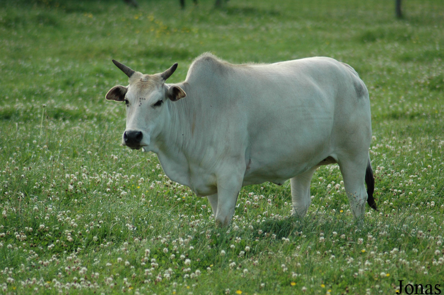 Zébu nain