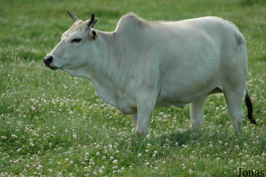 Zébu nain