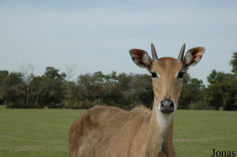 Boselaphus tragocamelus