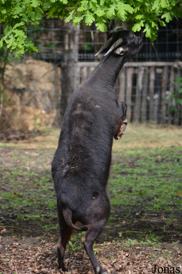 Bubalus depressicornis