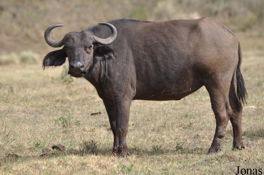 Syncerus caffer caffer / Arusha National Park