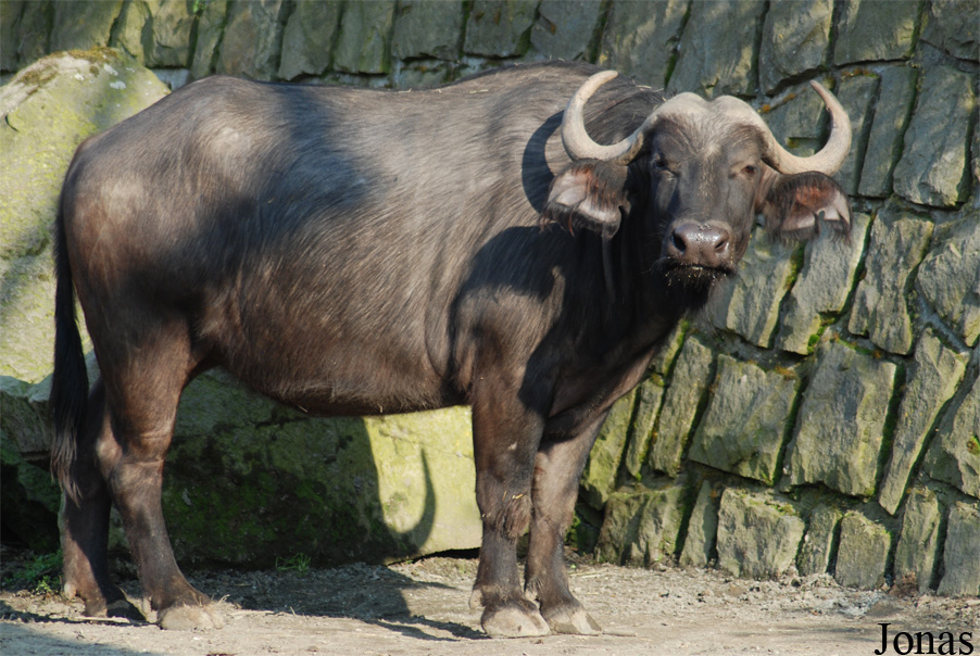 Syncerus caffer caffer