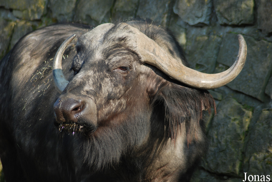 Syncerus caffer caffer