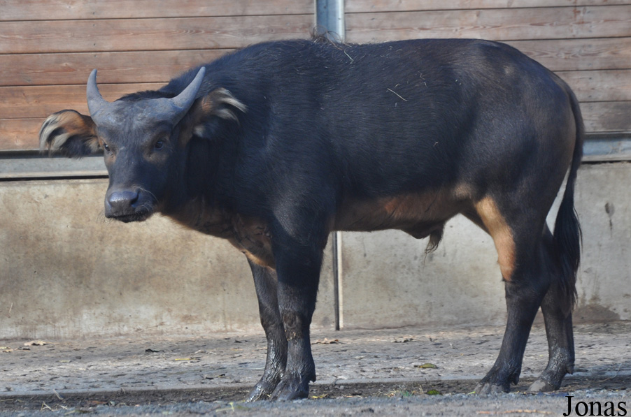Syncerus caffer nanus