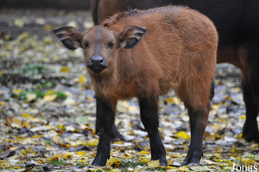 Syncerus caffer nanus