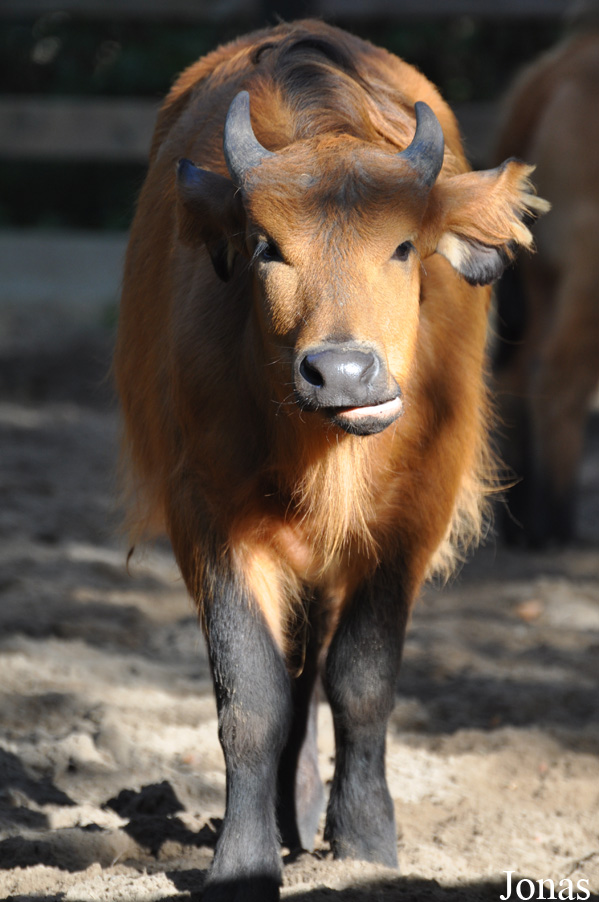Syncerus caffer nanus