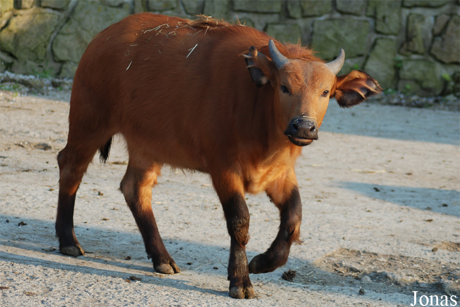 Syncerus caffer nanus