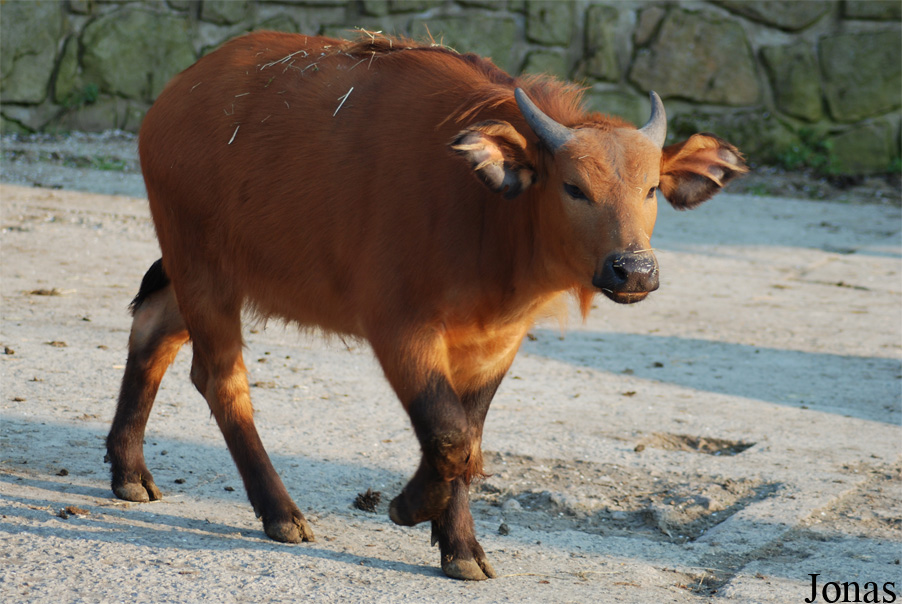 Syncerus caffer nanus