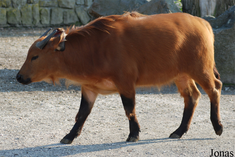 Syncerus caffer nanus