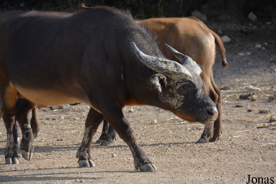 Syncerus caffer nanus