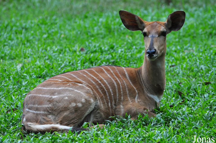 Tragelaphus angasii
