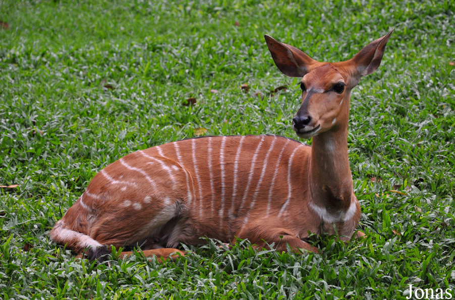 Tragelaphus angasii