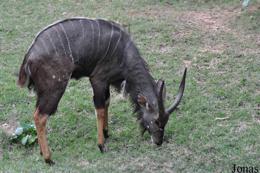 Tragelaphus angasii