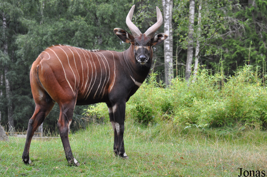 Tragelaphus eurycerus isaaci