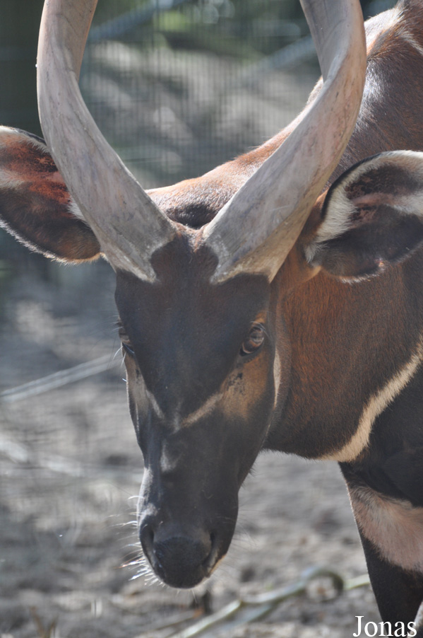 Tragelaphus eurycerus isaaci