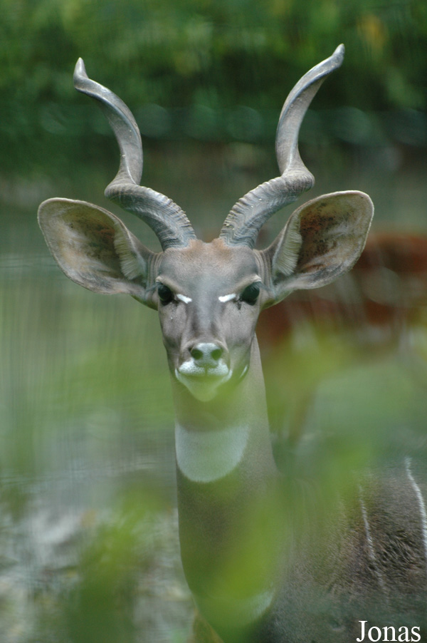 Tragelaphus imberbis australis