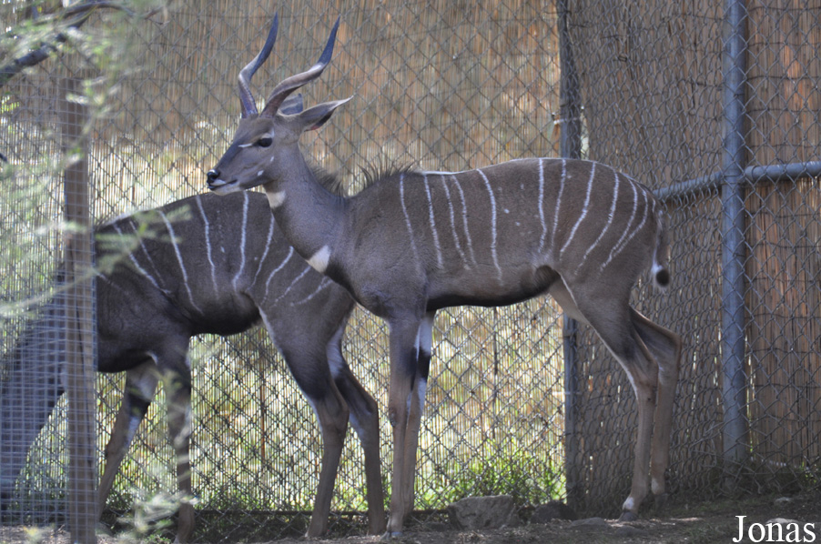 Tragelaphus imberbis australis