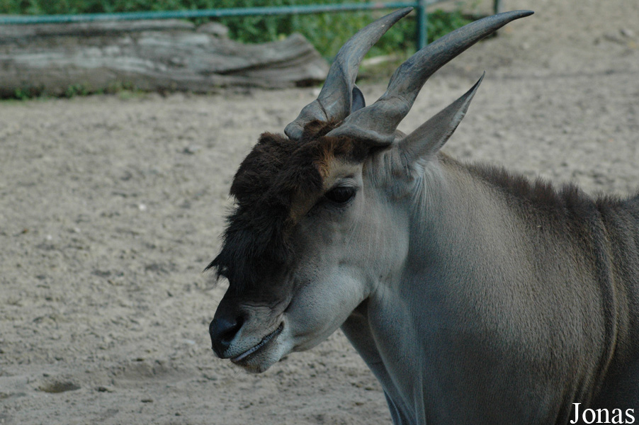 Tragelaphus oryx