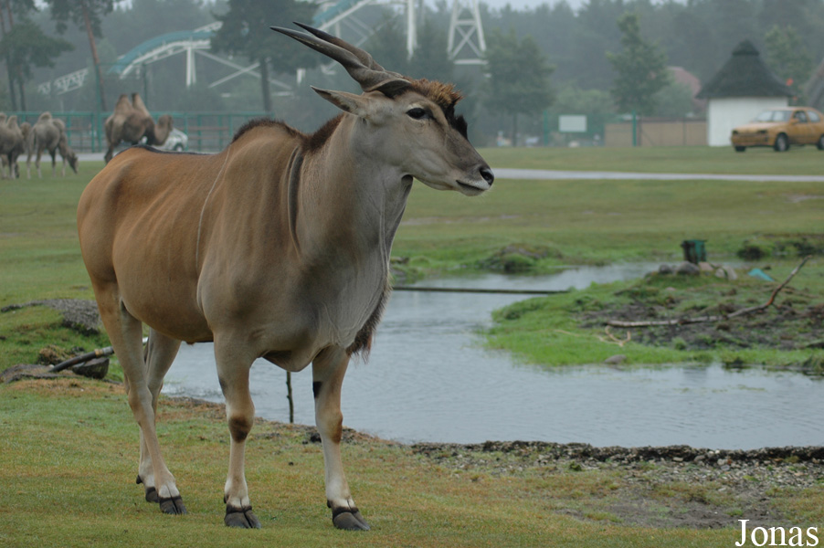 Tragelaphus oryx