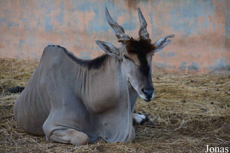 Tragelaphus oryx